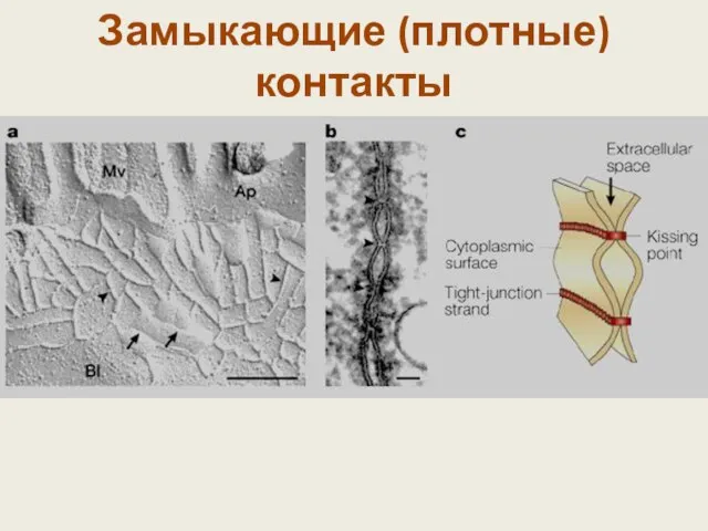 Замыкающие (плотные) контакты