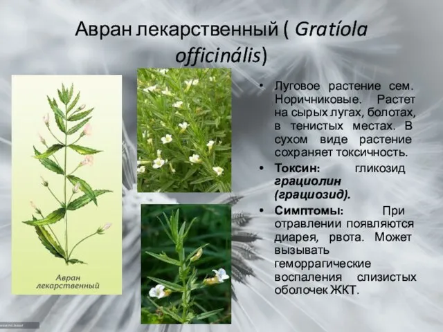 Авран лекарственный ( Gratíola officinális) Луговое растение сем. Норичниковые. Растет на