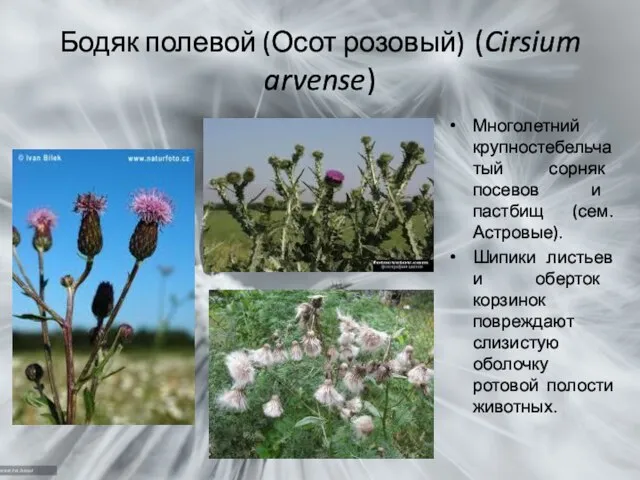 Бодяк полевой (Осот розовый) (Cirsium arvense) Многолетний крупностебельчатый сорняк посевов и