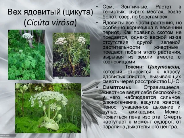 Вех ядовитый (цикута) (Cicúta virósa) Сем. Зонтичные. Растет в тенистых, сырых