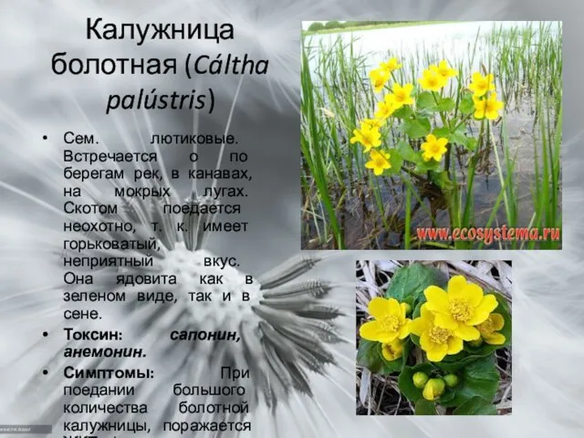 Калужница болотная (Cáltha palústris) Сем. лютиковые. Встречается о по берегам рек,