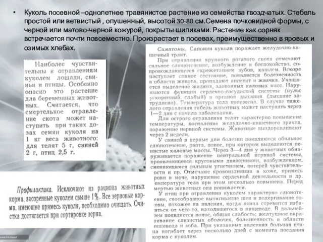 Куколь посевной –однолетнее травянистое растение из семейства гвоздчатых. Стебель простой или