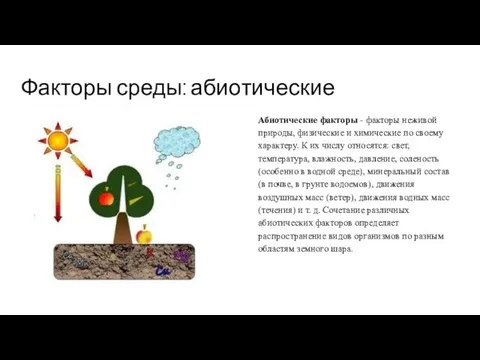 Факторы среды: абиотические Абиотические факторы - факторы неживой природы, физические и