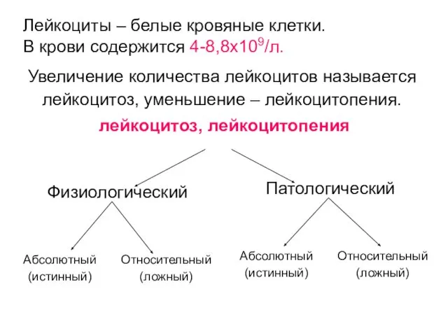 Лейкоциты – белые кровяные клетки. В крови содержится 4-8,8x109/л. Увеличение количества