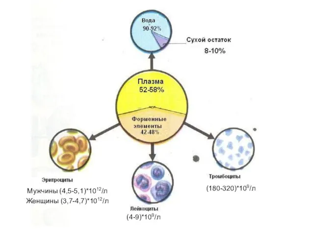 Мужчины (4,5-5,1)*1012/л Женщины (3,7-4,7)*1012/л (180-320)*109/л (4-9)*109/л