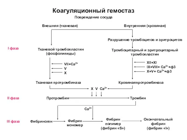 Коагуляционный гемостаз Разрушение тромбоцитов и эритроцитов Внешняя (тканевая) Тканевой тромбопластин (фосфолипиды)