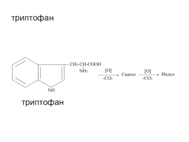 триптофан триптофан