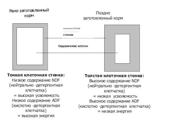 Рано заготовленный корм Поздно заготовленный корм Клеточная стенка Клеточная стенка Содержимое