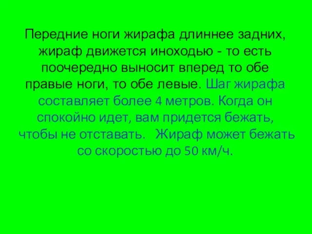 Передние ноги жирафа длиннее задних, жираф движется иноходью - то есть