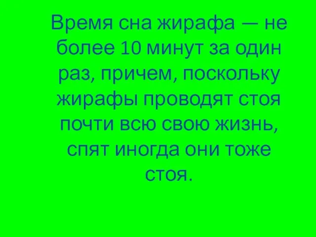 Время сна жирафа — не более 10 минут за один раз,