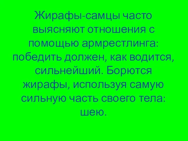 Жирафы-самцы часто выясняют отношения с помощью армрестлинга: победить должен, как водится,