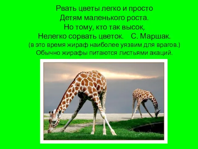 Рвать цветы легко и просто Детям маленького роста. Но тому, кто