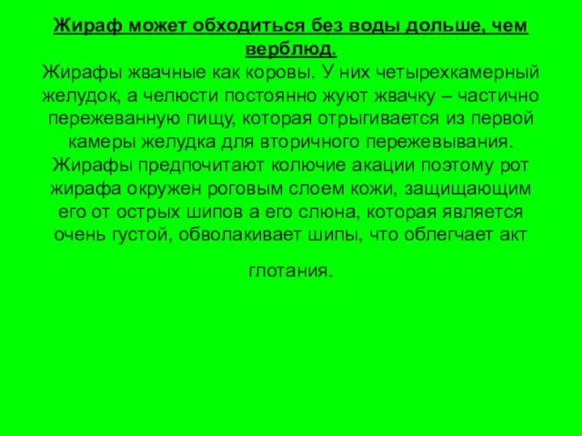 Жираф может обходиться без воды дольше, чем верблюд. Жирафы жвачные как