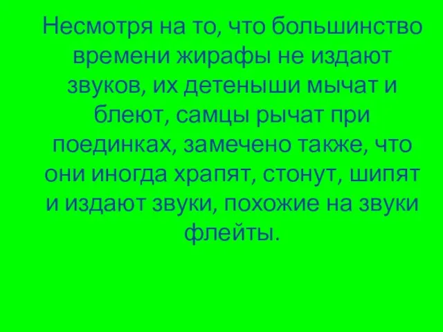 Несмотря на то, что большинство времени жирафы не издают звуков, их