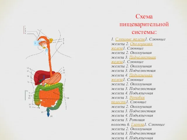 Схема пищеварительной системы: 1. Слюнные железы1. Слюнные железы 2. Околоушная железа1.