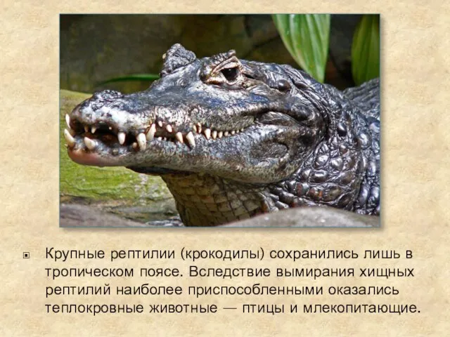 Крупные рептилии (крокодилы) сохранились лишь в тропическом поясе. Вследствие вымирания хищных