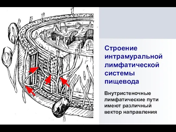 Строение интрамуральной лимфатической системы пищевода Внутристеночные лимфатические пути имеют различный вектор направления