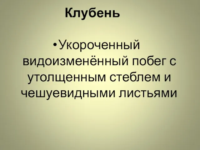 Клубень Укороченный видоизменённый побег с утолщенным стеблем и чешуевидными листьями