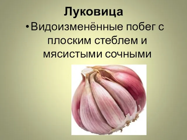 Луковица Видоизменённые побег с плоским стеблем и мясистыми сочными листьями