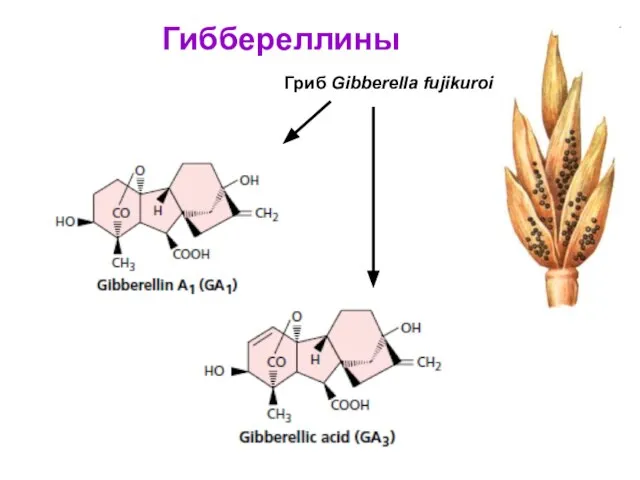 Гиббереллины Гриб Gibberella fujikuroi