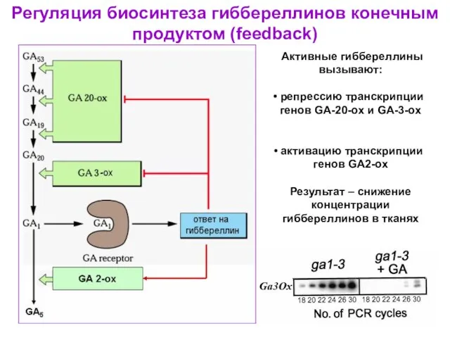 Регуляция биосинтеза гиббереллинов конечным продуктом (feedback) Активные гиббереллины вызывают: репрессию транскрипции