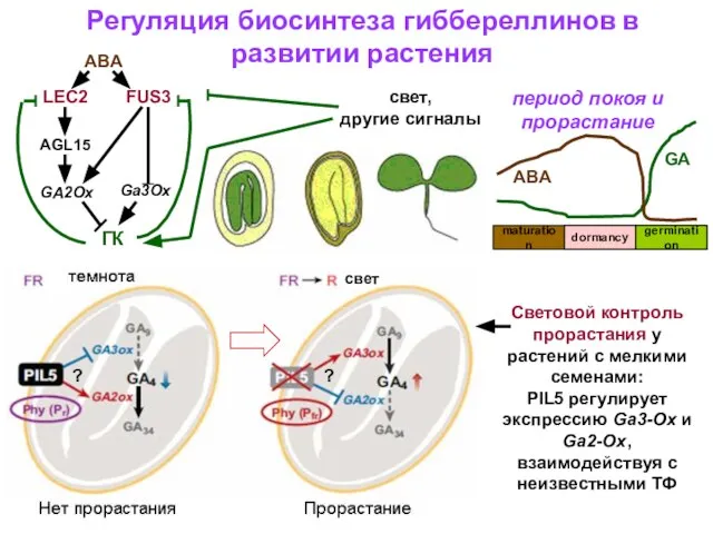 Регуляция биосинтеза гиббереллинов в развитии растения maturation dormancy germination период покоя и прорастание GA ABA ABA