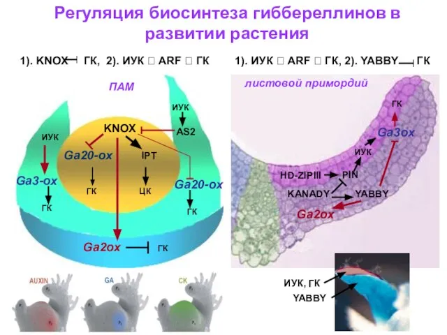 Регуляция биосинтеза гиббереллинов в развитии растения