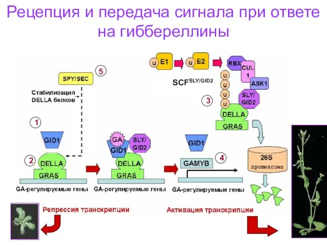 Рецепция и передача сигнала при ответе на гиббереллины SCFSLY/GID2 1 2 3 4 5