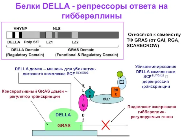 Белки DELLA - репрессоры ответа на гиббереллины Относятся к семейству ТФ