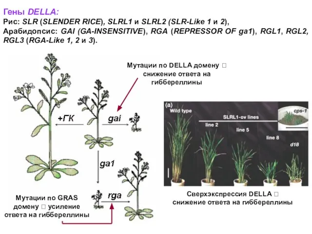 Гены DELLA: Рис: SLR (SLENDER RICE), SLRL1 и SLRL2 (SLR-Like 1