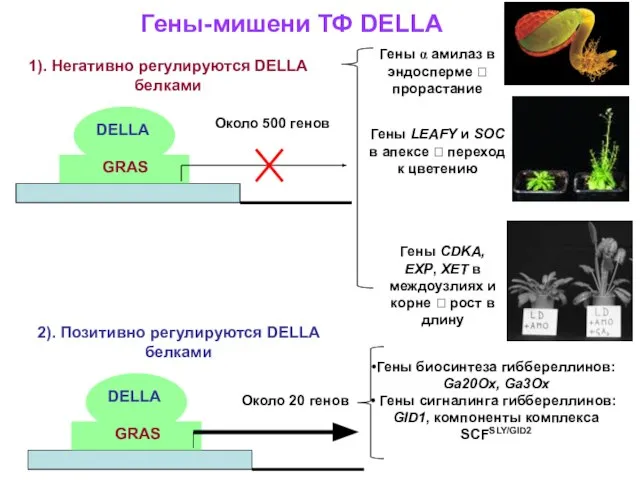 Гены-мишени ТФ DELLA GRAS DELLA 1). Негативно регулируются DELLA белками Около