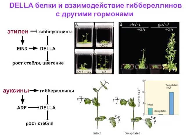 DELLA белки и взаимодействие гиббереллинов с другими гормонами этилен EIN3 DELLA