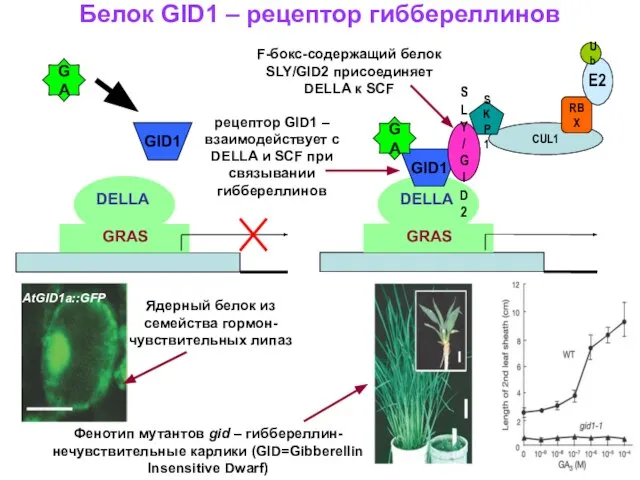 Белок GID1 – рецептор гиббереллинов Фенотип мутантов gid – гиббереллин-нечувствительные карлики