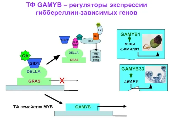 ТФ GAMYB – регуляторы экспрессии гиббереллин-зависимых генов ТФ семейства MYB GAMYB1 GAMYB33 гены α-амилаз LEAFY