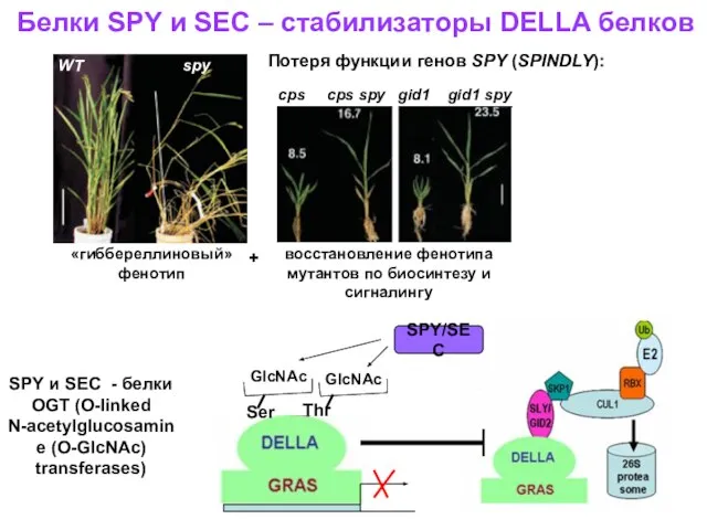 Белки SPY и SEC – стабилизаторы DELLA белков WT spy «гиббереллиновый»