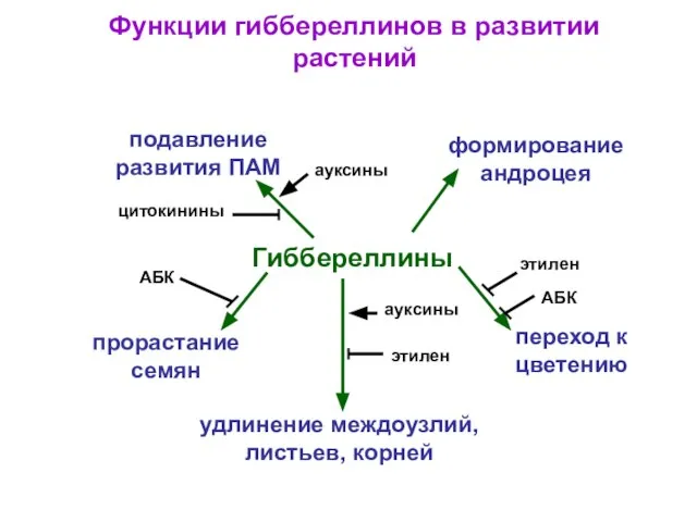 Функции гиббереллинов в развитии растений АБК