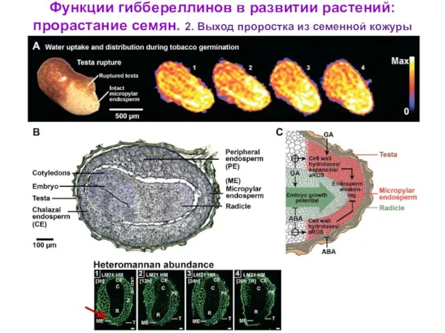 Функции гиббереллинов в развитии растений: прорастание семян. 2. Выход проростка из семенной кожуры