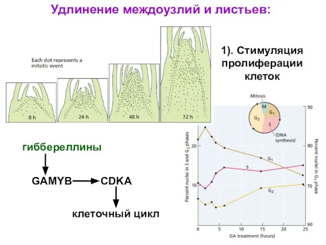 CDKA GAMYB гиббереллины клеточный цикл 1). Стимуляция пролиферации клеток Удлинение междоузлий и листьев: