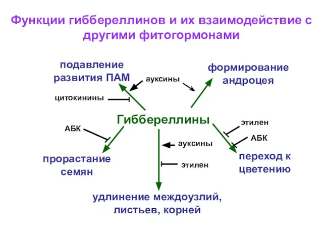 АБК Функции гиббереллинов и их взаимодействие с другими фитогормонами