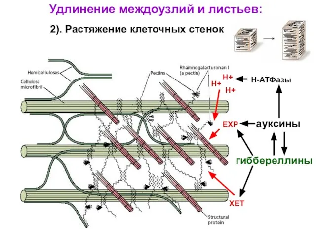 Удлинение междоузлий и листьев: 2). Растяжение клеточных стенок ауксины Н-АТФазы Н+ Н+ Н+ EXP гиббереллины ХЕТ