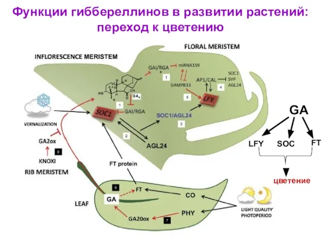 Функции гиббереллинов в развитии растений: переход к цветению GA LFY SOC FT цветение