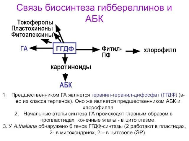 Связь биосинтеза гиббереллинов и АБК Предшественником ГА является геранил-геранил-дифосфат (ГГДФ) (в-во