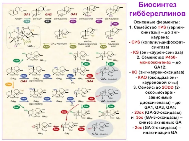 Основные ферменты: 1. Семейство TPS (терпен-синтазы) – до энт-каурена: - CPS