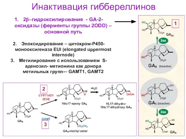 Инактивация гиббереллинов 2β–гидроксилирование - GA-2-оксидазы (ферменты группы 2ODD) – основной путь