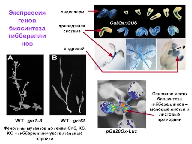 Фенотипы мутантов по генам CPS, KS, KO – гиббереллин-чувствительные карлики эндосперм
