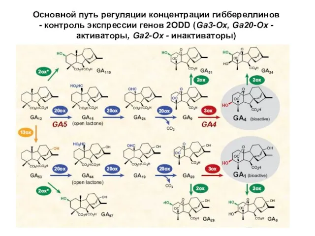Основной путь регуляции концентрации гиббереллинов - контроль экспрессии генов 2ODD (Ga3-Ox, Ga20-Ox -активаторы, Ga2-Ox - инактиваторы)
