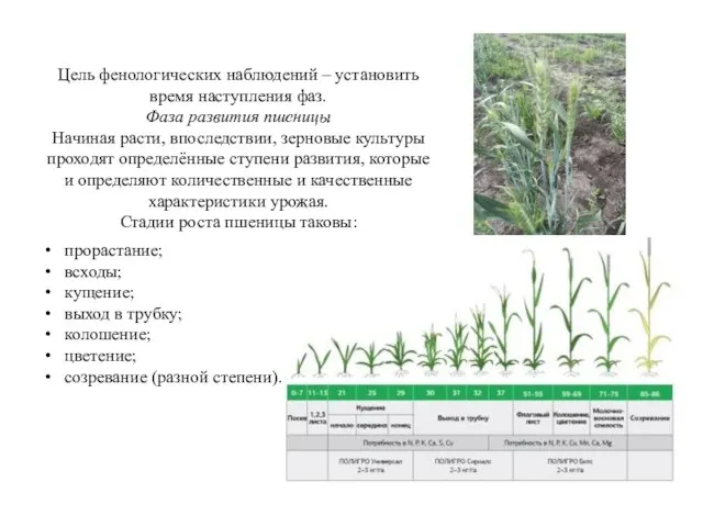 Цель фенологических наблюдений – установить время наступления фаз. Фаза развития пшеницы