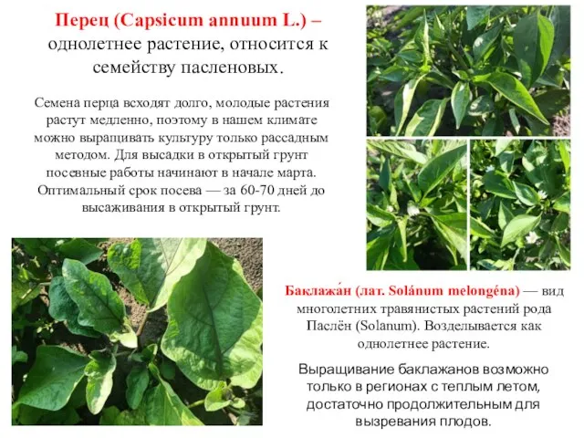 Перец (Capsicum annuum L.) – однолетнее растение, относится к семейству пасленовых.