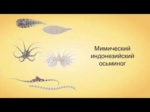 Мимический индонезийский осьминог