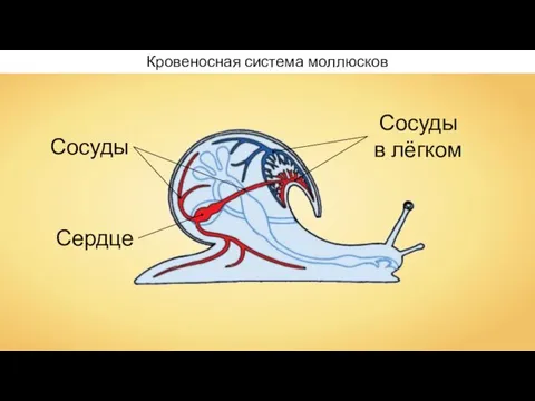 Кровеносная система моллюсков Сердце Сосуды Сосуды в лёгком